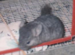 Gypsy The Chinchilla